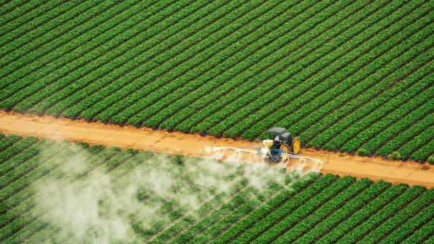 Best Wasp Removal Services  in Mino Tassajara, CA