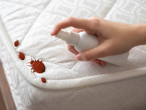 Best Mosquito Control Services  in Mino Tassajara, CA